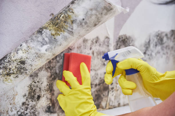 Why You Should Choose Our Mold Remediation Services in Cleveland, OH